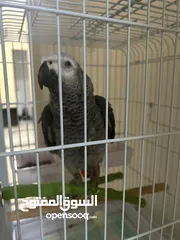  3 African grey parrot (1 - 2) year old معا كل اغراضه