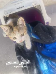  5 Kittens need home mom ran over by car -