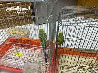  2 طيور حب للبيع