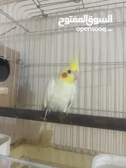  5 جوز كوكتيل على وجه بيض اغلب وقتهم بلكوخ