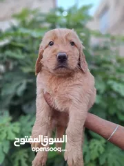  13 جراء جولدن مستوى عالي جدا