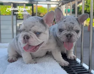  2 French Bulldog Puppies