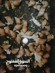  1 الحلزون الافريقى العملاق فى مصر  Giant Afrikan snails in Egypt