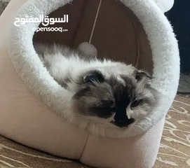  3 دكر تركي ونثى سكتش جوز شغال انتاج بجنن بدل على كلاب