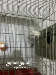  6 جوز كنار للبيع شغالت 100‎%‎ سبب البيع العوده الى سوريا