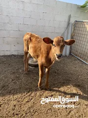  7 بقره نمساوي مع ولدها عجل