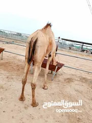  1 camels Muscat barka