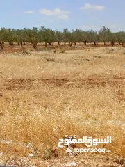  14 ارض للبيع في المغير حوض شعاب العناب