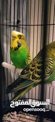  2 English breeder pair   with cage