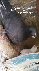  3 حمام  للبيع