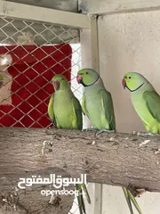  2 زوج دره الهندي اخضر الوصف مهم مهم جدا