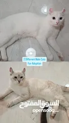  2 Free Cats for Adoption - قطط للتبني من دون سعر