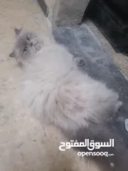  1 قط للتبني.