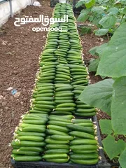  2 سوبرماركت للبيع