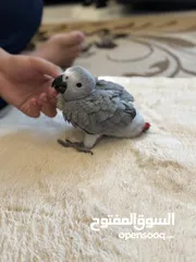  1 ‎فرخ كاسكو إنتاج محلي - African gray parrots local breeding