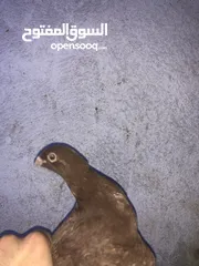  2 جوزين حمام للبيع