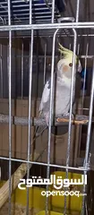  16 ببغاء كوكتيل