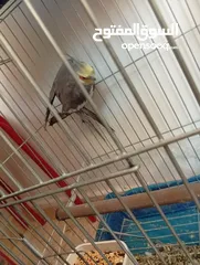  12 يوجد لدي اربع ببغاوات كوكتيل ما في ولا واحد منهم اليف في واحد بس شوي اليف  شاهد الوصف