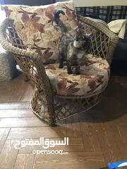  12 قطه صدفة السلحفاء مميزه ونادره ومخلصه وحنونه