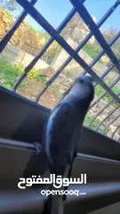  3 شقه للبيع او البدل على بيت مستقل