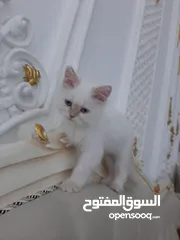  2 قط شيرازي للبيغ