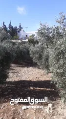  7 بيت مستقل للبيع