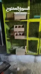  6 قنون حمام .