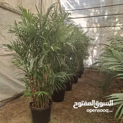  24 تفصيل قواوير فايبر جلاس بشكل عصري أنيق  زراعة وتسميد النباتات الداخلية والخارجية بإشراف مهندسين
