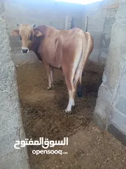  1 للبيع ثور جيرسي