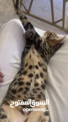  4 قط بنغال لعوب و جميل للتبني Bengal cat