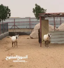  2 مها عربي