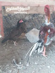  4 للبيع دجاج باكستاني