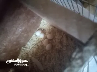  5 جوز كوكتيل لاتينو منتج اهالي فراخ تحتو 5 بيضات ولسى ما كمل بيض