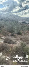  3 ارض للبيع زيتون