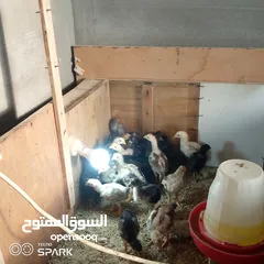  5 صوص باكستاني