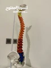  2 AXIS Scientific Flexible Spinal Cord