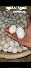  1 بيض دجاج مخصب بلدي وفيومي