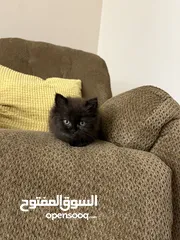  5 قط ذكر من نوع فريد للبيع
