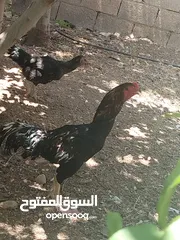  6 ثلاث ديوك - 2 باكستاني وواحد ألماني