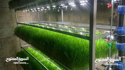  13 استنبات شعير  شعير مستنبت Sprouted   صواني استنبات شعير Barley germination barley