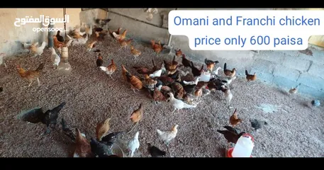  3 omani and Francis chicken