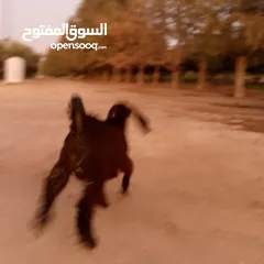  3 صخله صلات انبي عمر ثلاث شهور صحه ونضافه مكفوله من جميعو