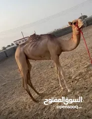  1 للبيع بكره