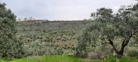  1 Land for Sale – Marda, Salfit (13.8 Donums)  أرض للبيع – مردة، سلفيت (13.8 دونم)