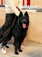  1 جيرمن شبرت رويل بلاك