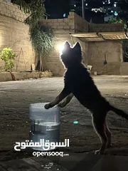  3 كلب هاسكي بيور