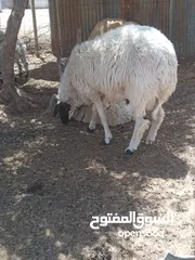  1 خروف للبيع عمره 8شهور ربي يبارك