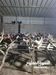  4 دجاج محلي(دجاج عماني وفيه نسبة تهجين فرنسي)  للبيع