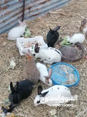  1 أرانب للبيع ذكور وإناثي شغالات وبداية شغل