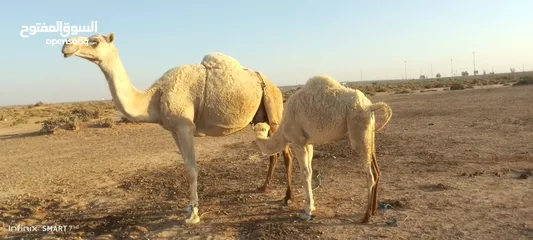  3 ناقه للبيع طيبة تحتها بكره ام ثالث